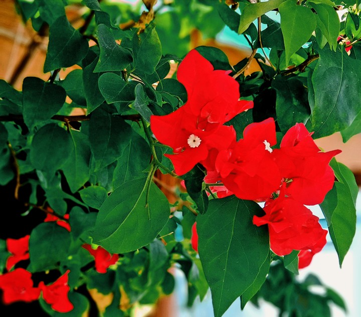 Happiness Highlighted With Red
