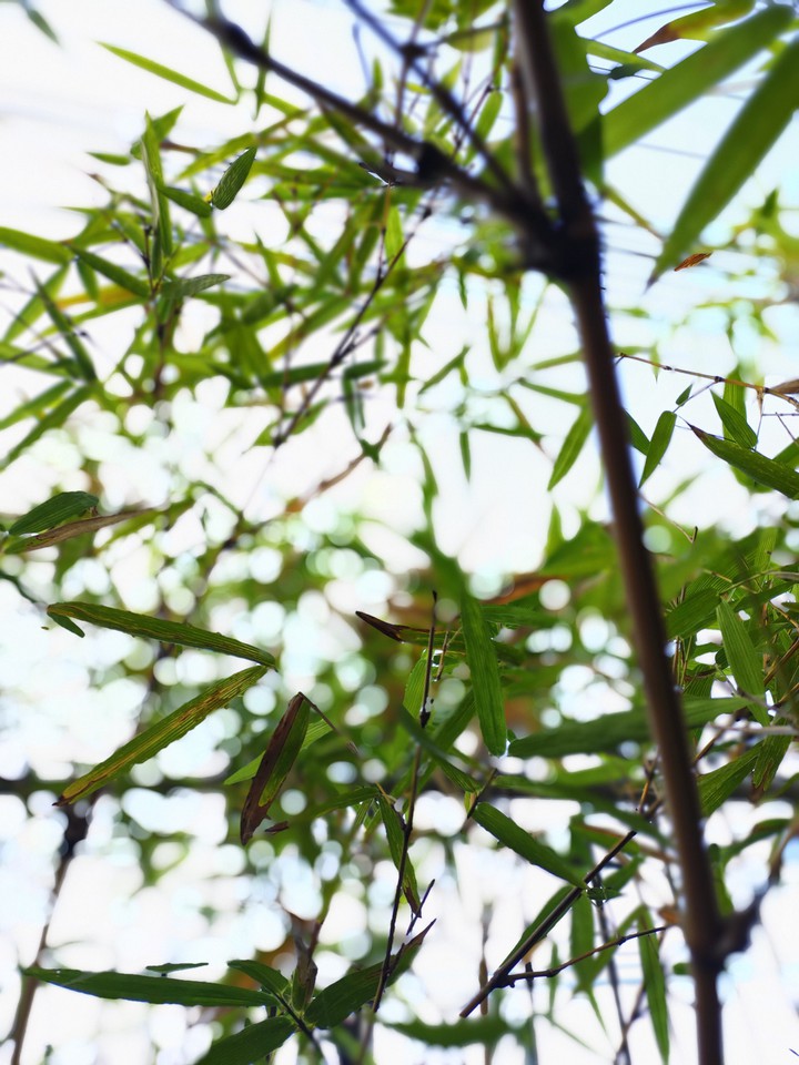 bamboo