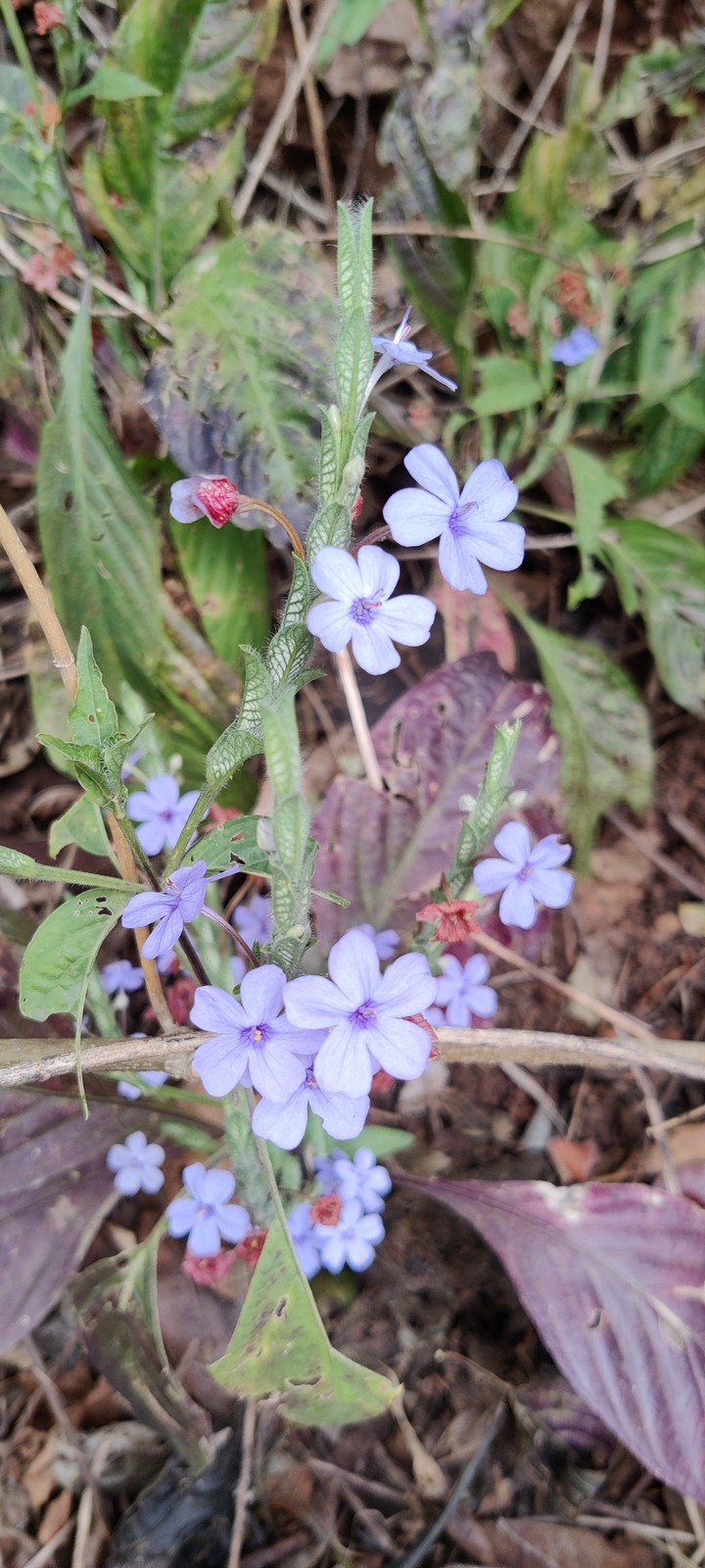 lavender flowers