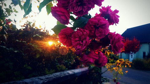 Rosen bei Sonnenuntergang