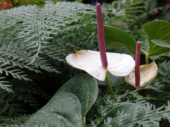 orchid