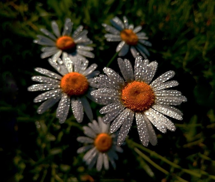 marguerite