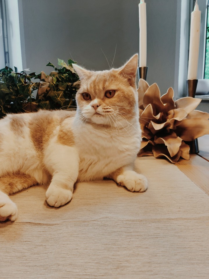 Katze