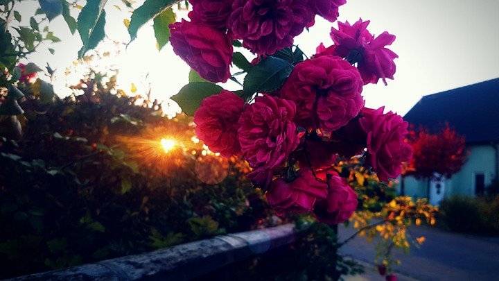 Rosen bei Sonnenuntergang