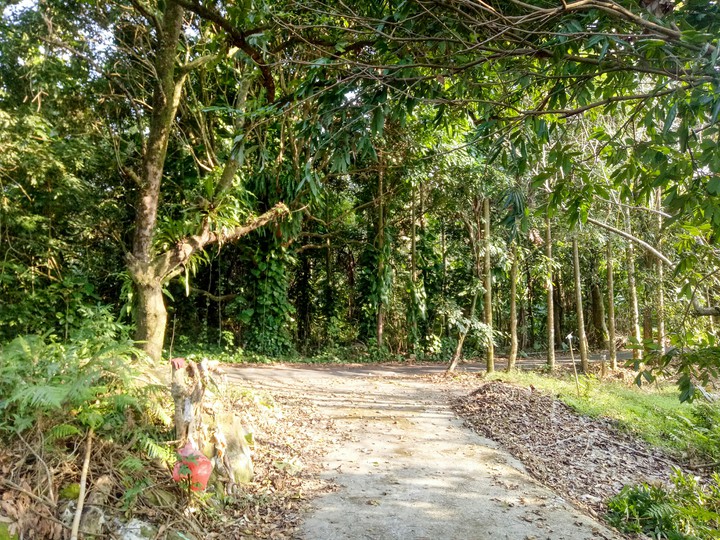 forest