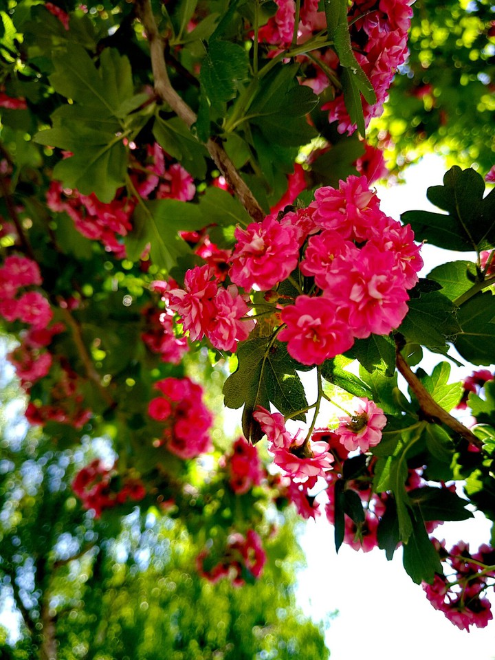 spring