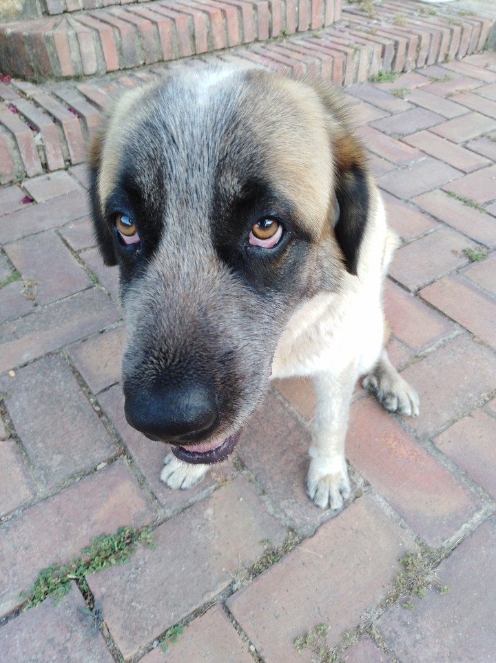 My dog