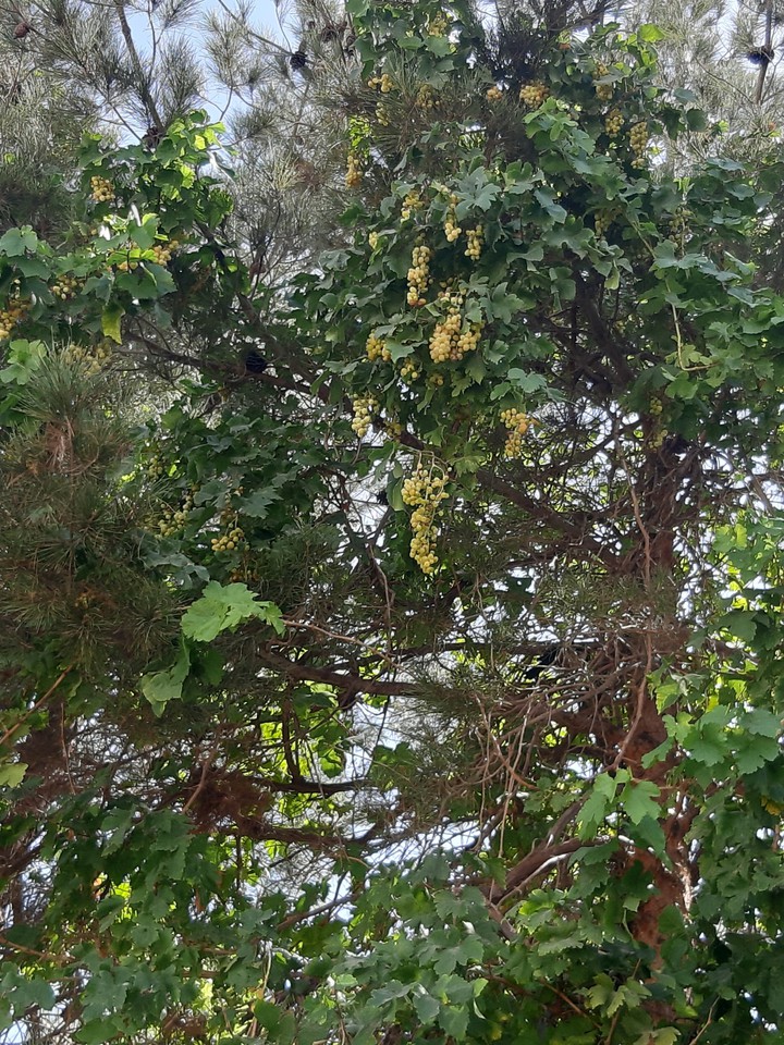 grapes on tree