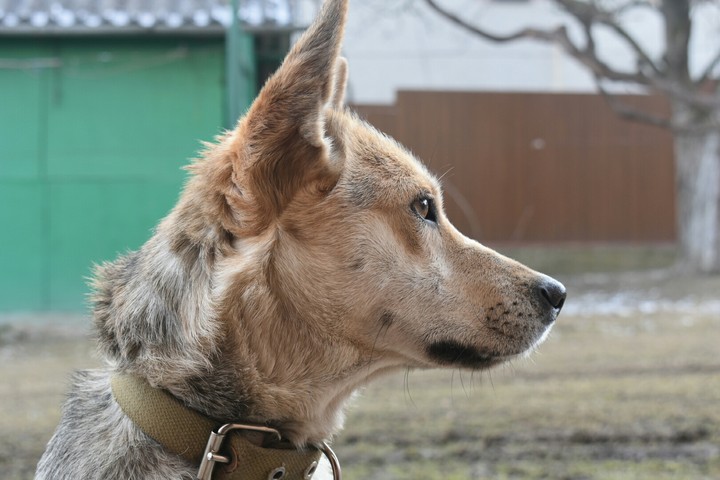 собака