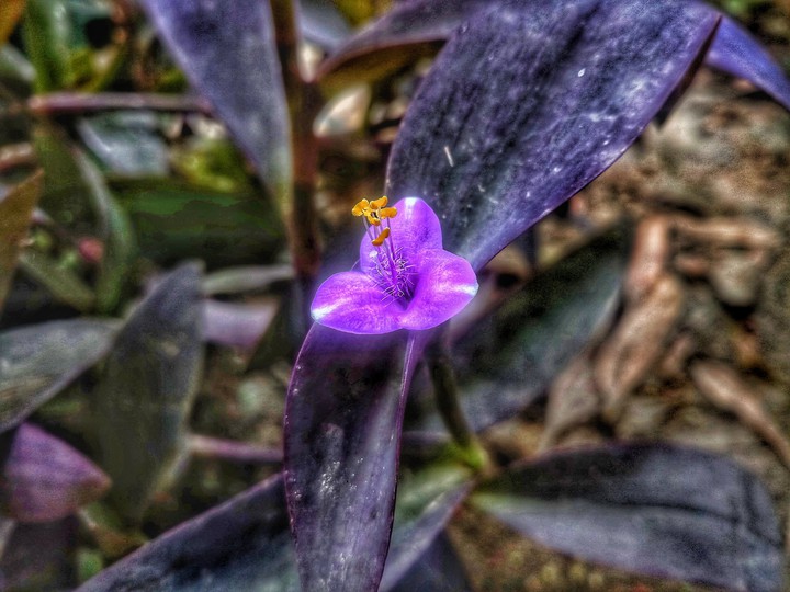 Tiny Flower