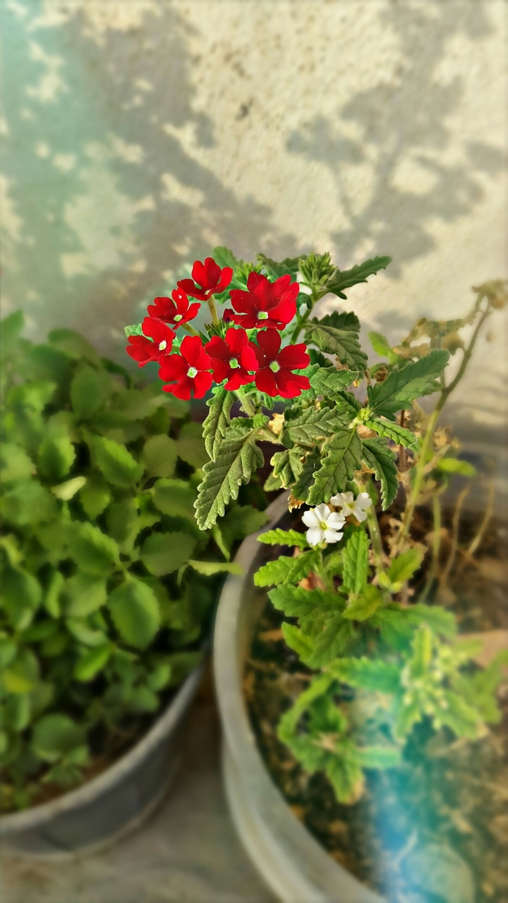 home flower