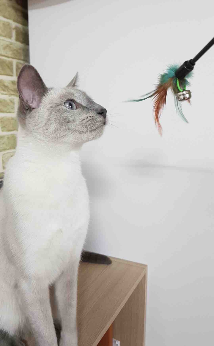 고양이