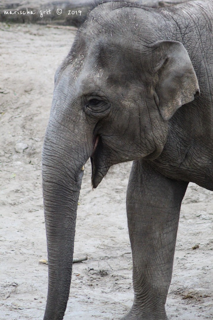 elephant