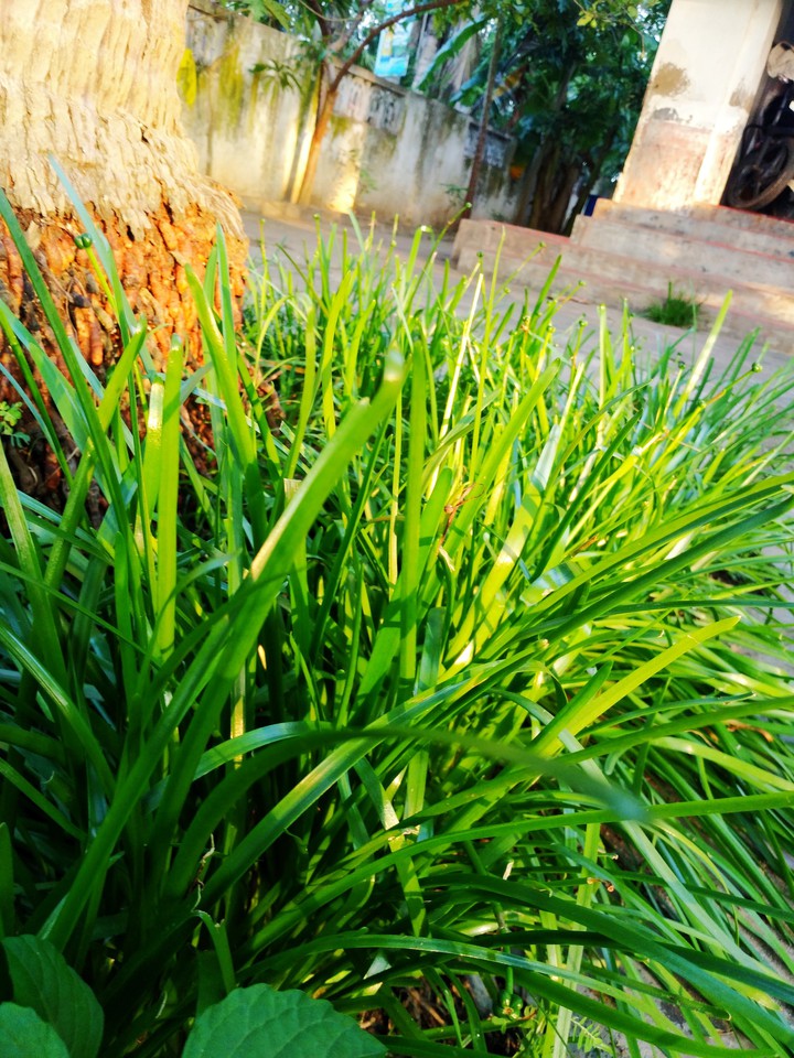 nature