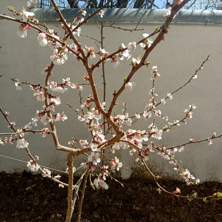 blossoms spring