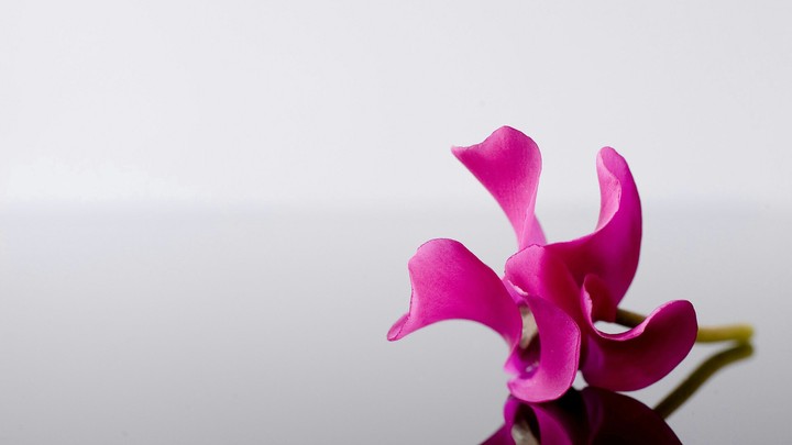 Pink Flower Alone