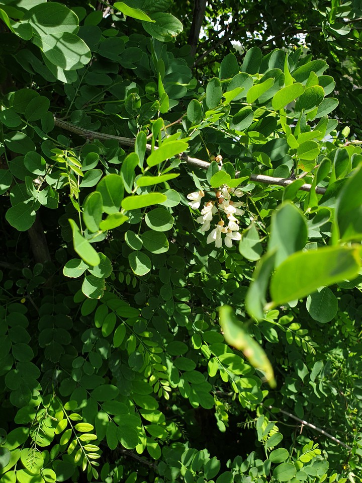 summer trees
