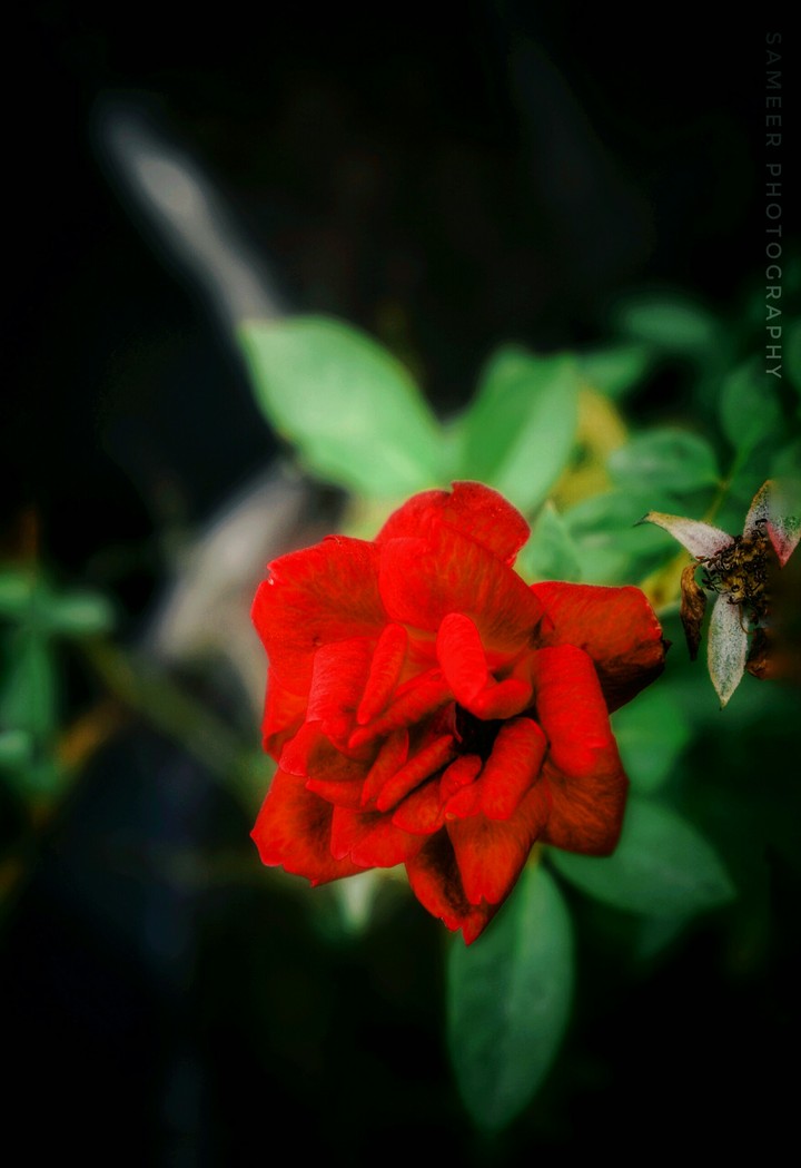red rose