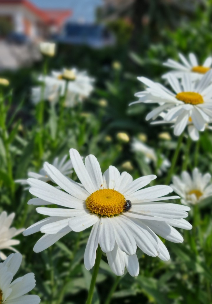 Bee My Flower