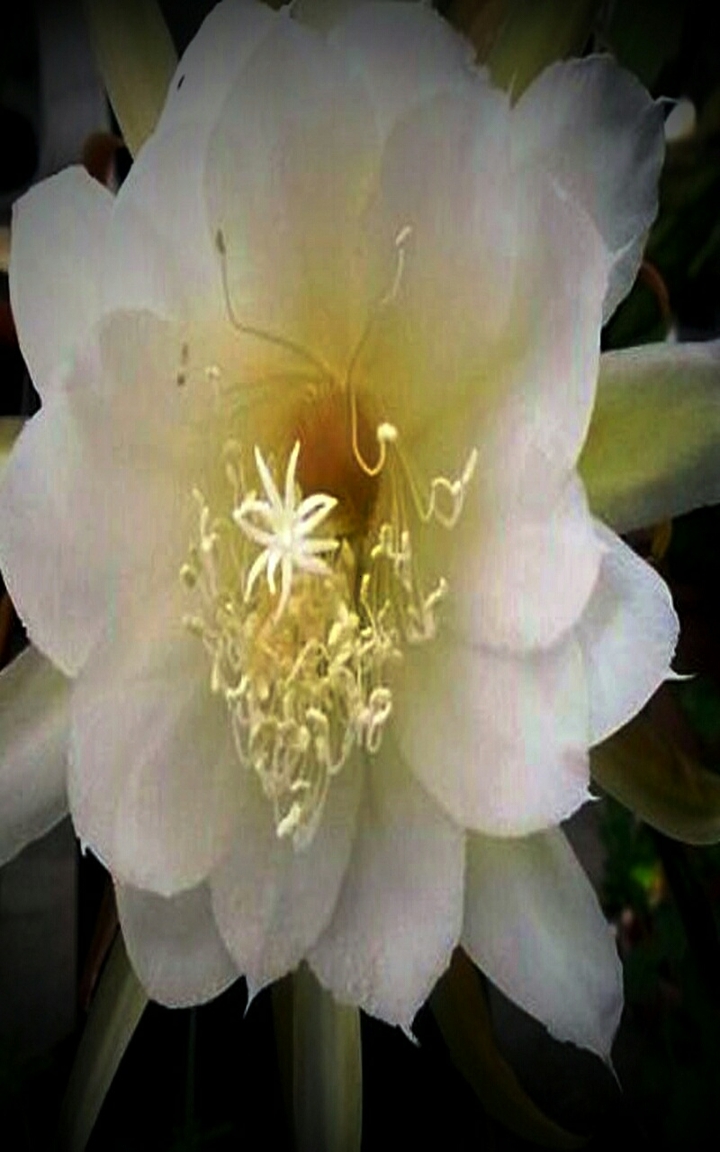 Moon Flower