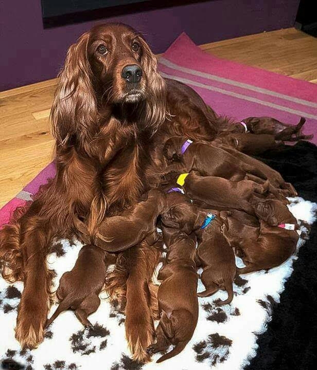 une très belle famille