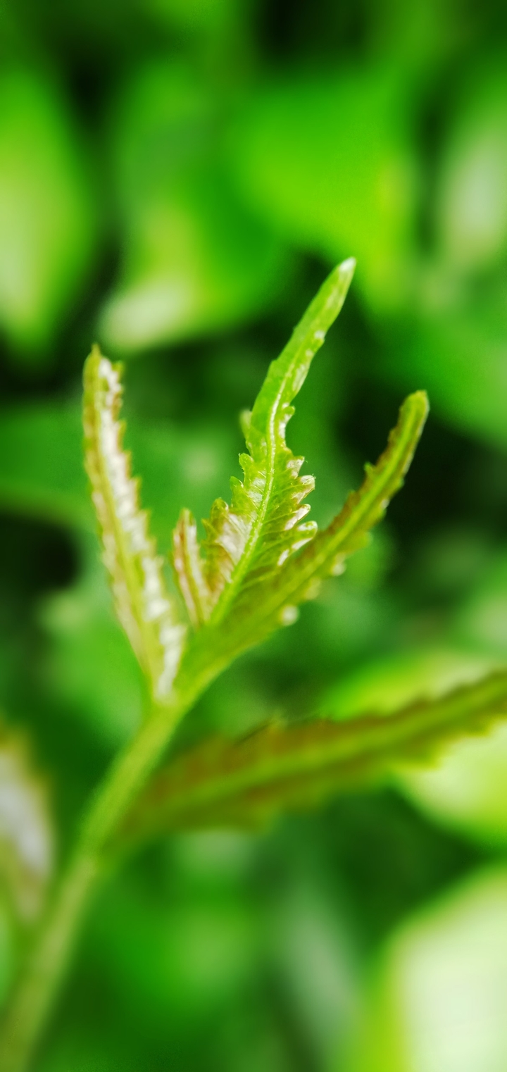 Leaf