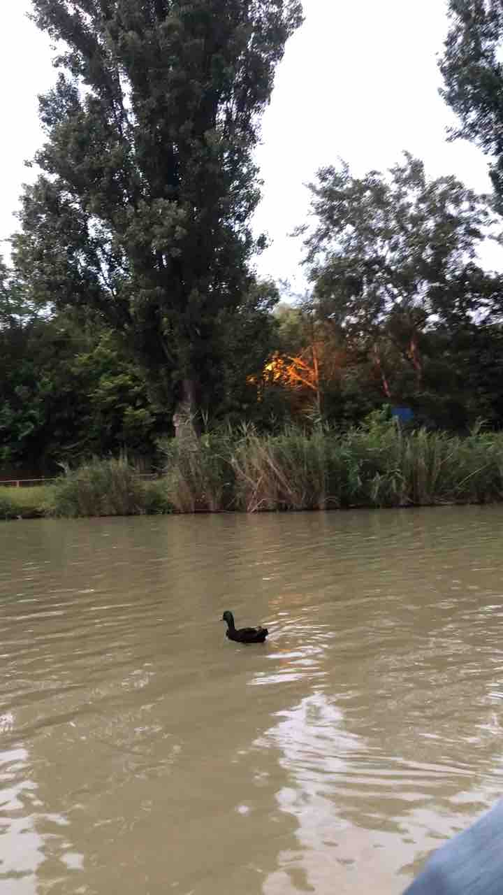 river duck