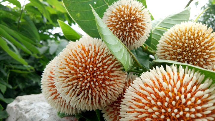 Kadam flower/কদম ফুল