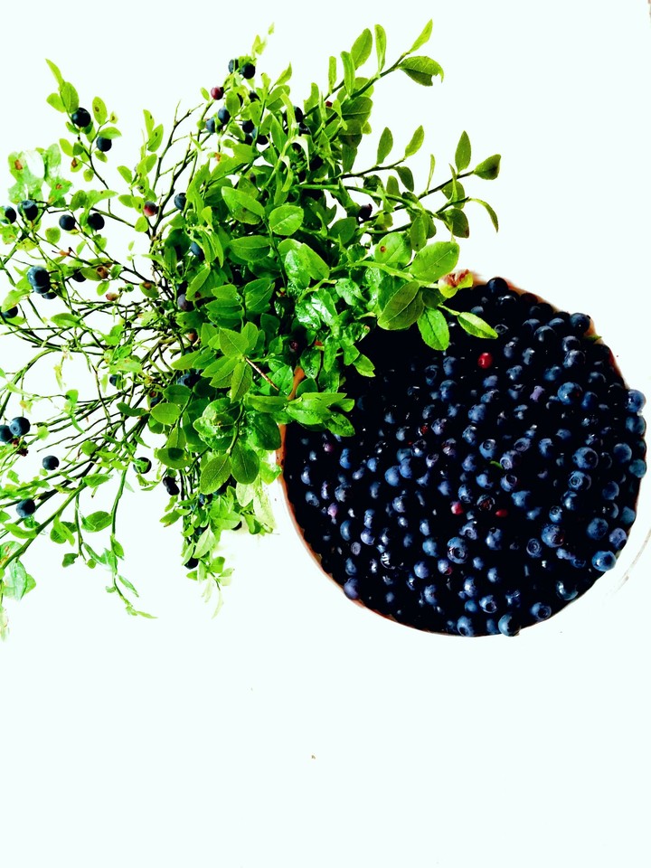 Bilberry