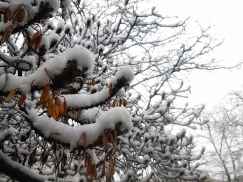 papéis de parede trunk, snow