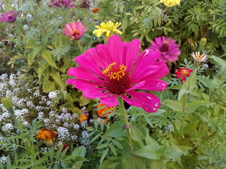 Flowers
