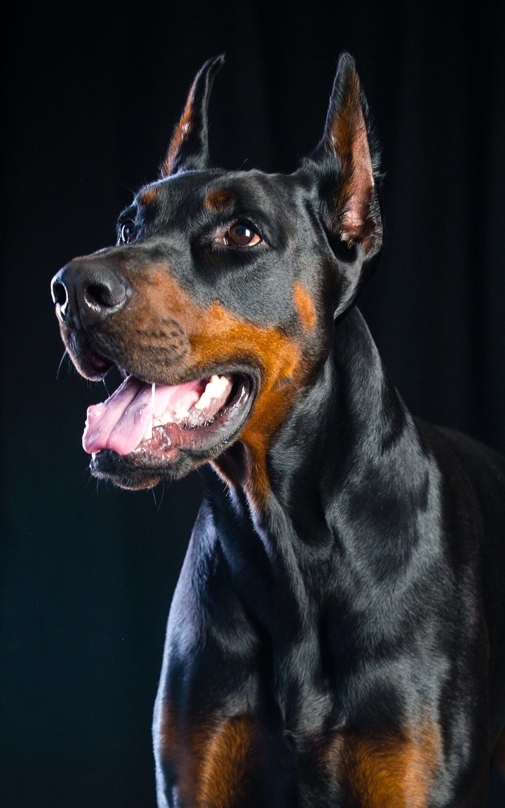 Doberman