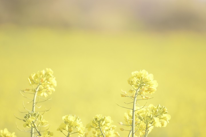 fleurs