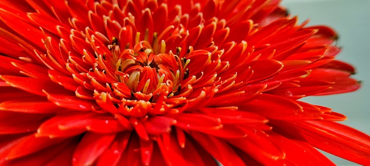 Gerbera