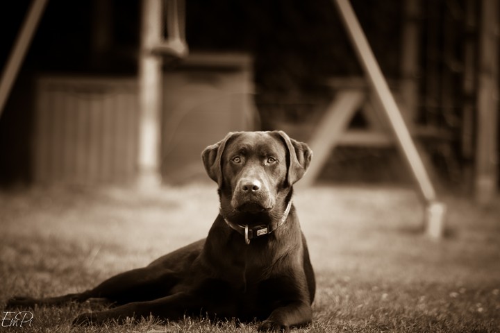 Labrador