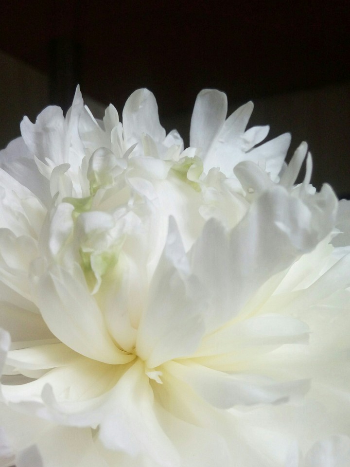 Лепестки пиона. Peony.