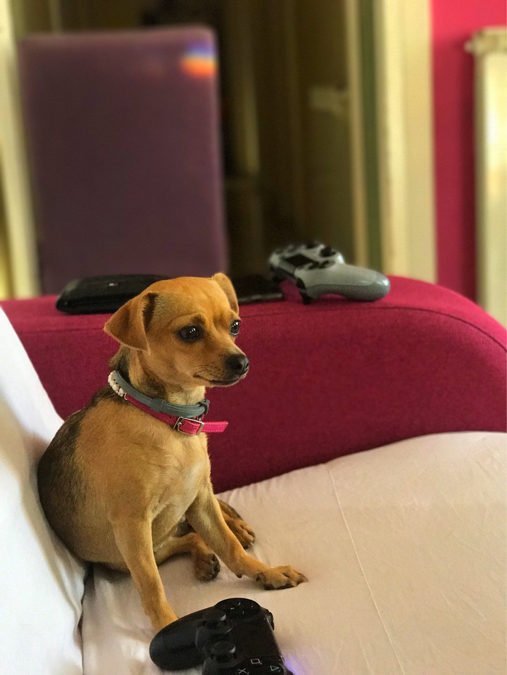 Chihuahua