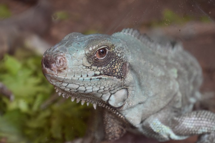 Lézard