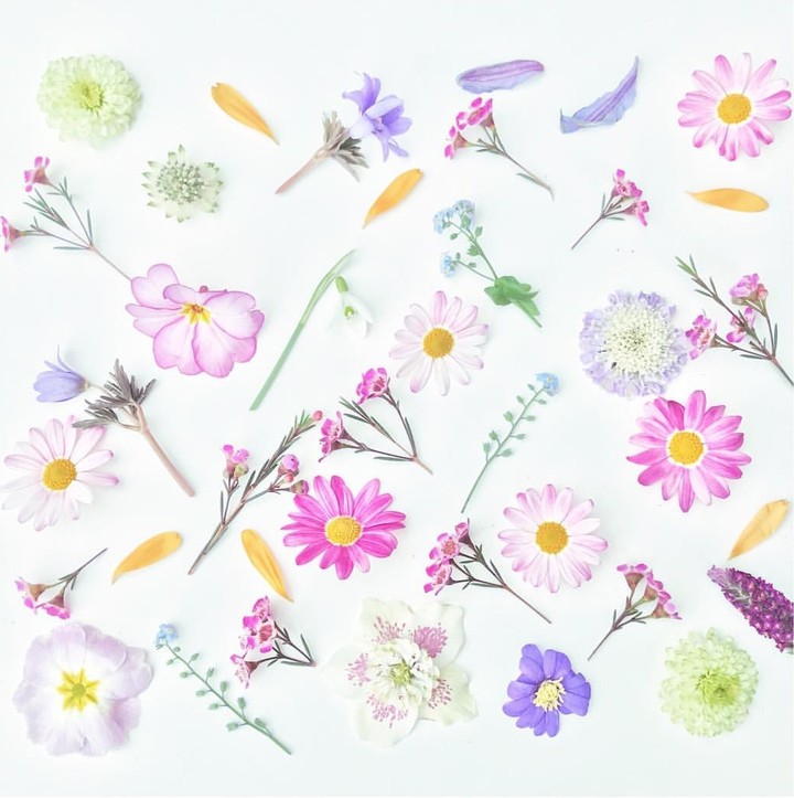blossom 