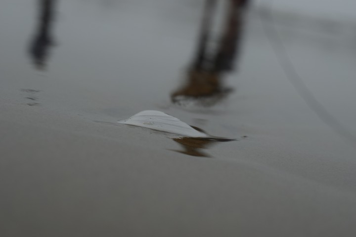 shell on the beach