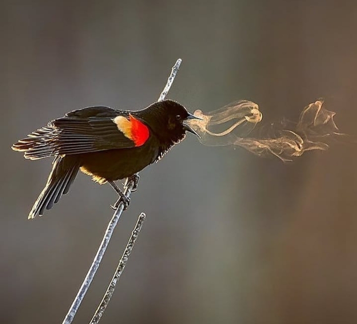 Bird