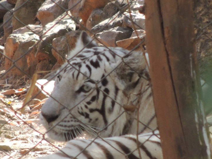 White Tiger