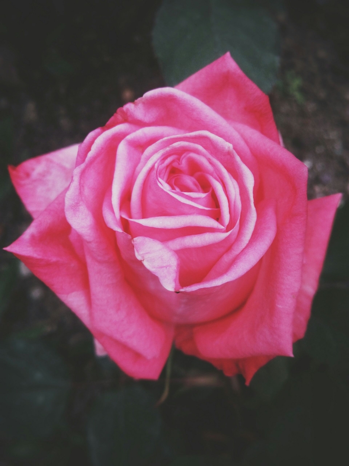 Vsco Rose