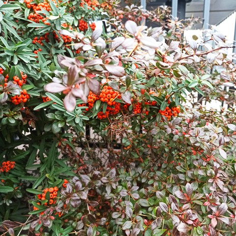 #flowers #autumn