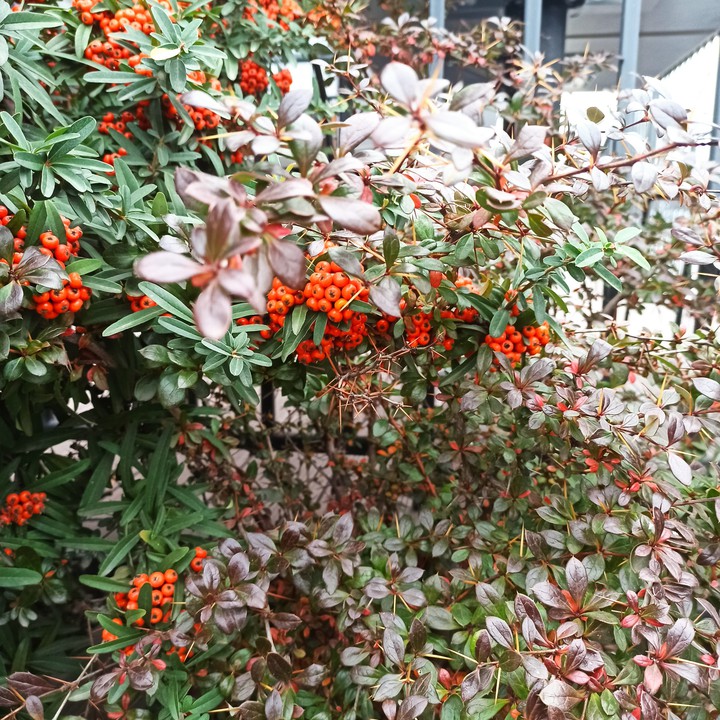 #flowers #autumn