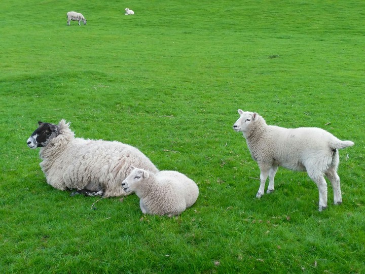 Sheep Family In a Field