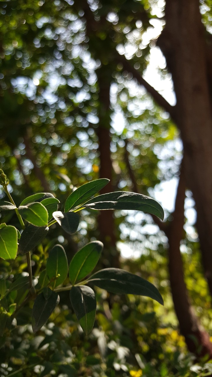 Nature