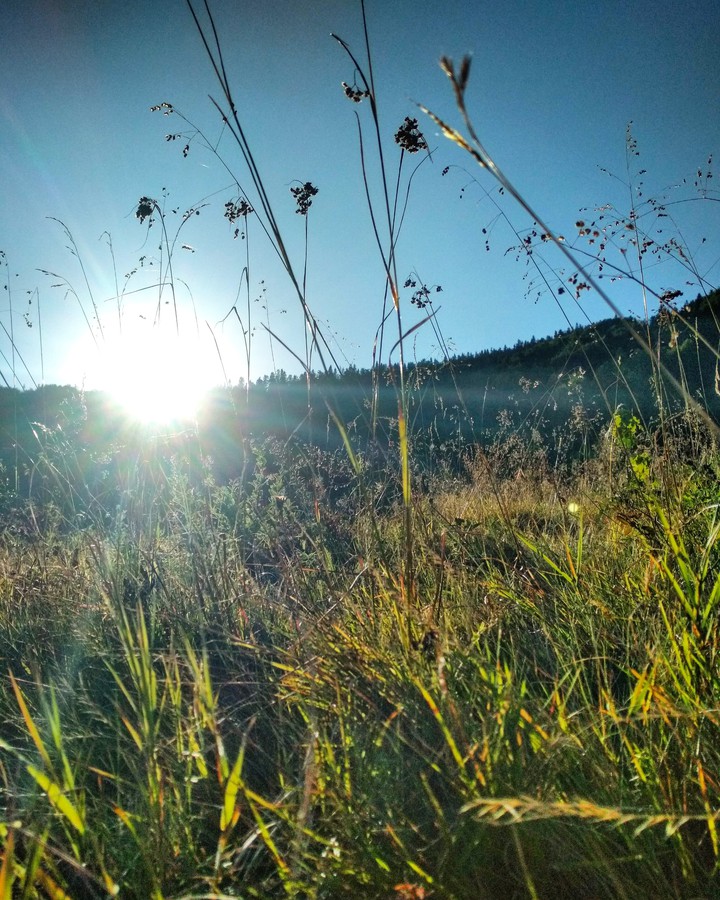 summer field