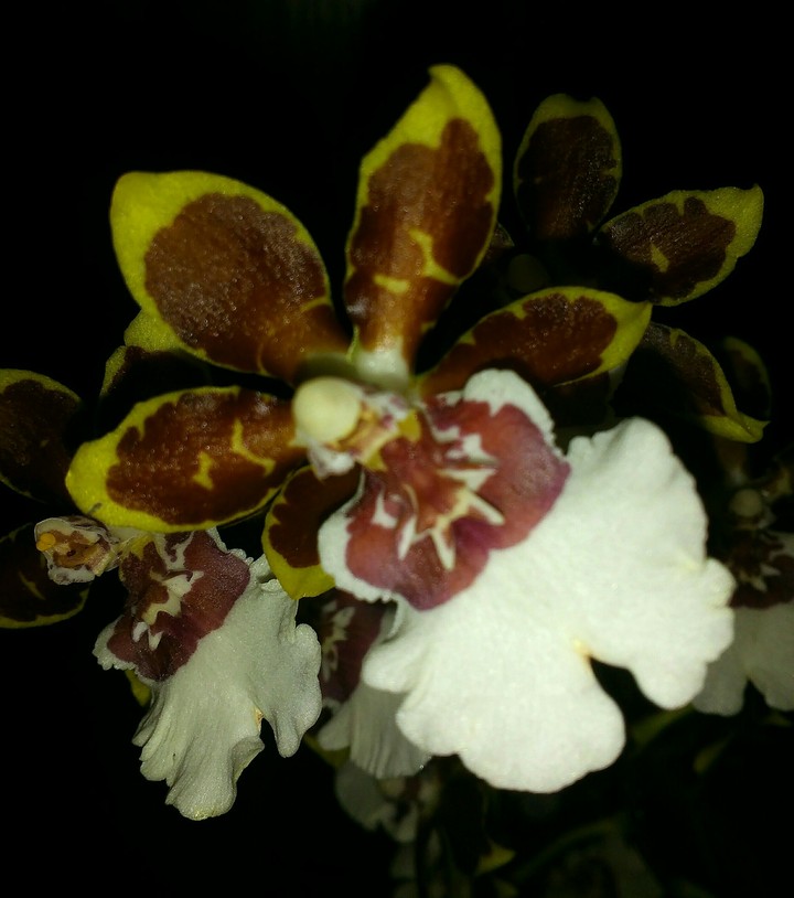 Cambria orchid