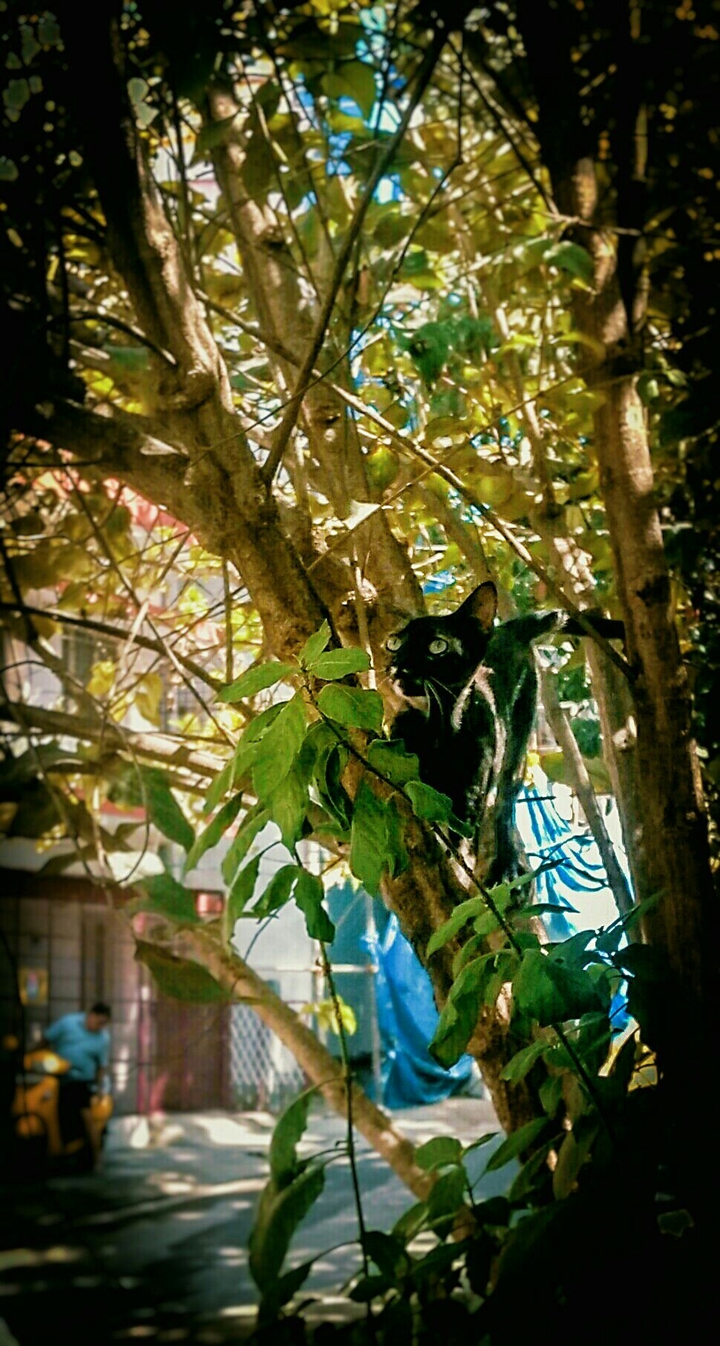 urban panther